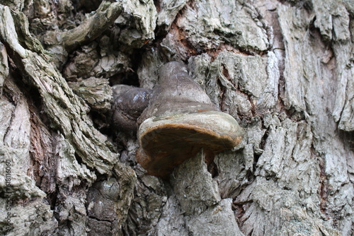 A brown slug on a tree