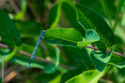 Fotografie Bluet Damselfly on Leaf