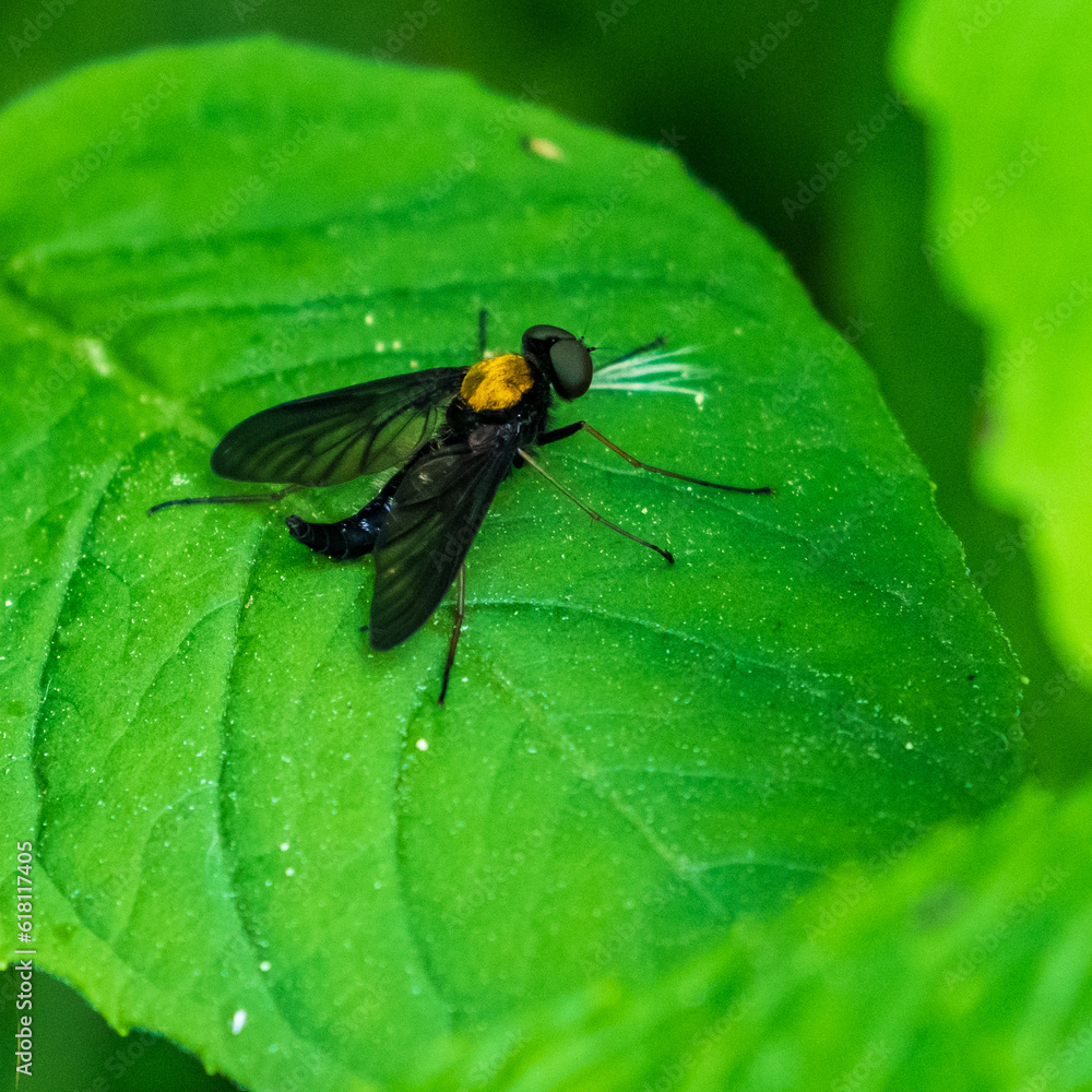 Naklejka premium Golden-Backed Snipe Fly