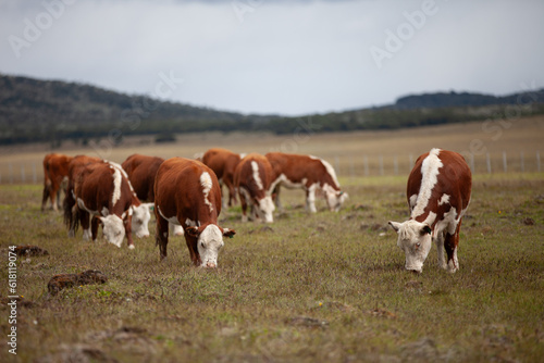 Hereford cattle ranch in south patagonia argentina