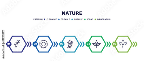 set of nature thin line icons. nature outline icons with infographic template. linear icons such as larch leaf, shining sun with rays, black willow, pinnation, straberry leaf vector.