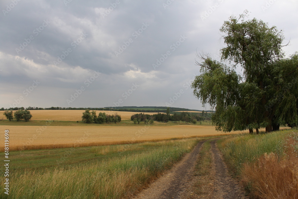 Fototapeta premium A dirt road through a field
