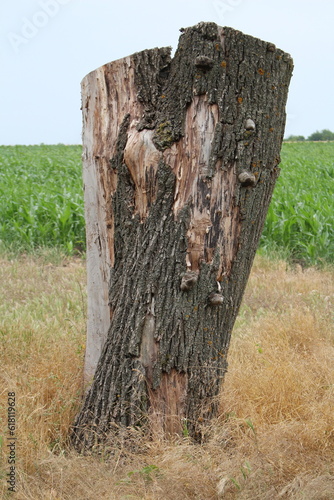 A tree stump in a field