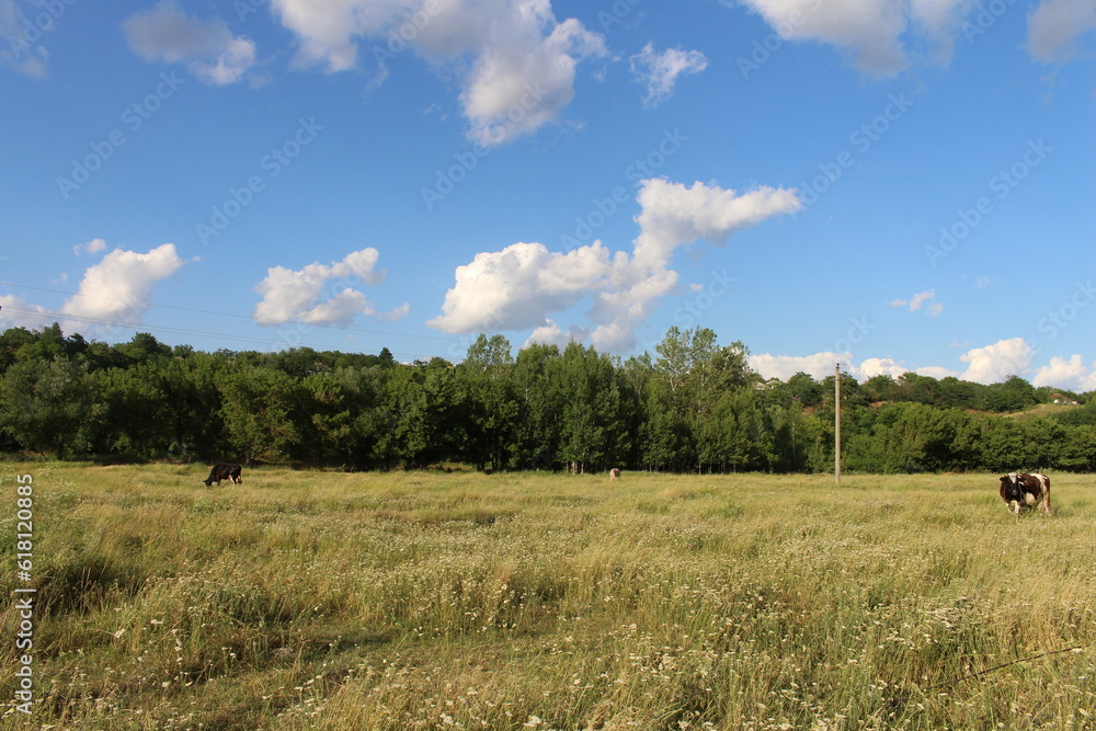 Fototapeta premium Cows grazing in a field