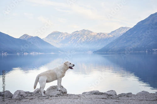 the dog lies on the embankment against the backdrop of mountains and the sea. Labrador Retriever near the water. Pet in nature.