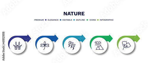set of nature thin line icons. nature outline icons with infographic template. linear icons such as reed bed, sprig with five leaves, damaged, rainy landscape, ginkgo vector.
