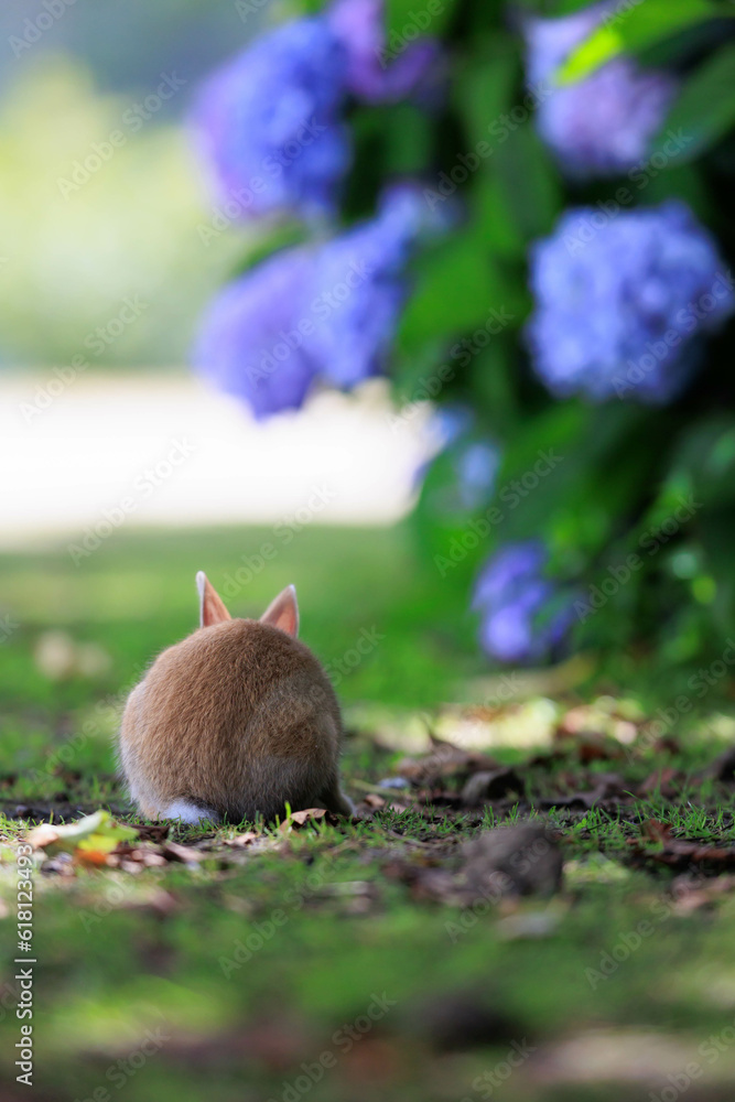 紫陽花とウサギの後ろ姿 紫陽花とウサギの後ろ姿