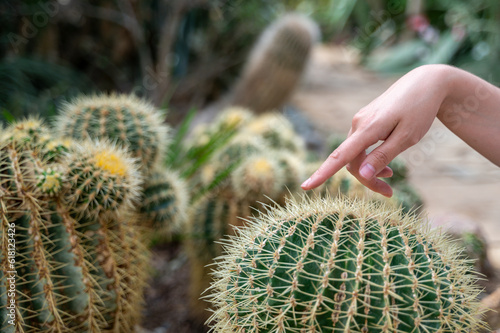Tableau sur toile Person hand touching round cactus with needles and pricking fingers