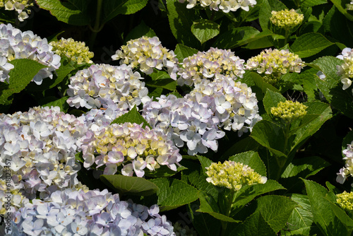 Beautiful hydrangea flower in a natural garden in sunny day.