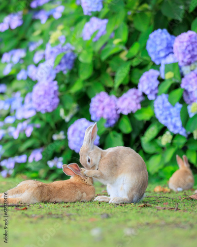 顔をぬぐうウサギと紫陽花