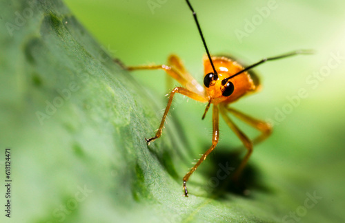 Insect on a leaf © Laknith