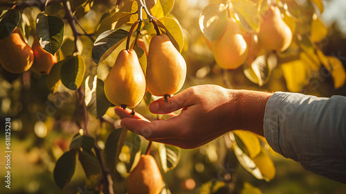 pears on the tree, harvest season, hands harvesting
