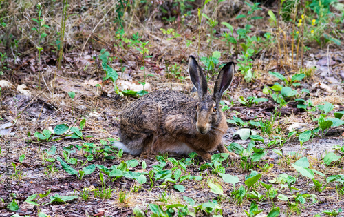 Hare in the wild habitat on forest background.
