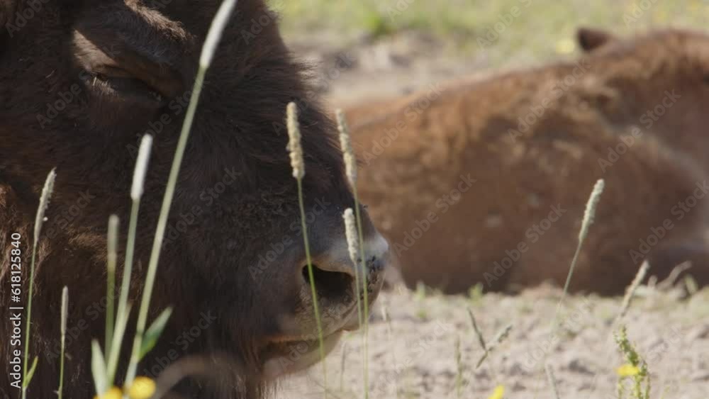 Extreme closeup on European bison head as it breathes hard in hot sun Extreme closeup on European bison head as it breathes hard in hot sun