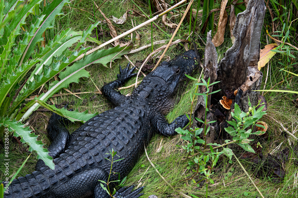 DDB_BaratariaBlackGator DDB_BaratariaBlackGator