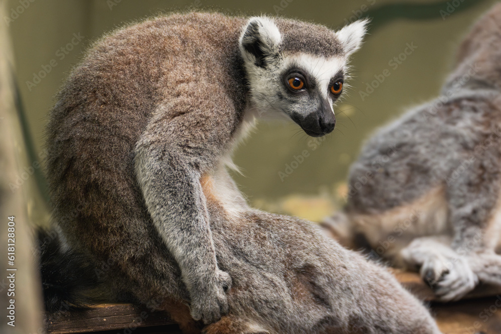 Obraz premium lemur on a tree