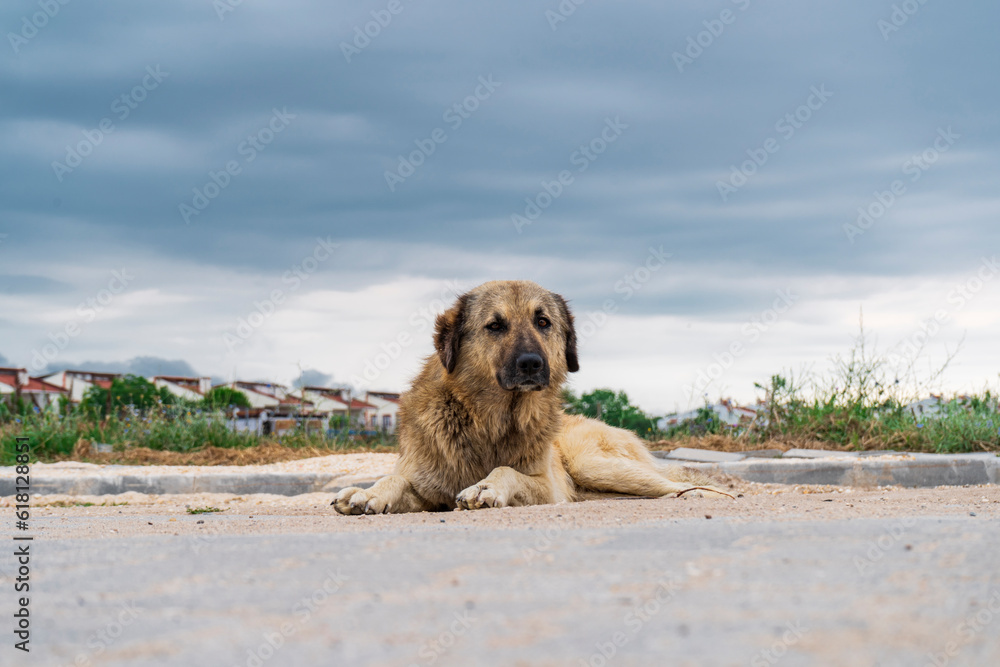 cute stray dog sitting with a lovely landscape background, looking at camera cute stray dog sitting with a lovely landscape background, looking at camera