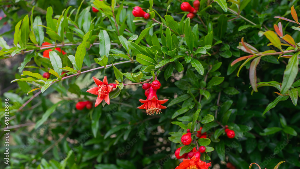 Pomegranate flowers and leaves in the garden