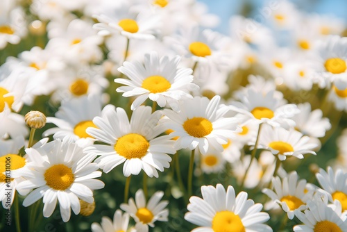 Field of daisies. Chamomile field on a sunny day.generated ai