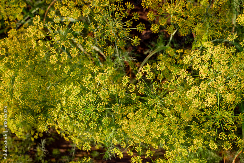 Fragrant dill grows in the garden in the setting sun