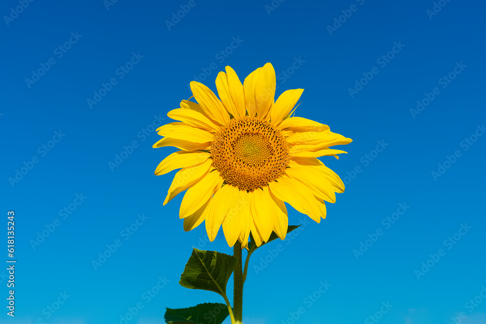 Sunflower against the blue sky Sunflower against the blue sky