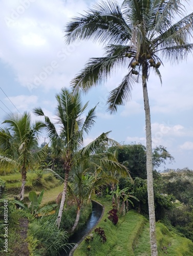 Tabanan  25 June 2023   Tropical landscape in Jatiluwih  Bali island  Indonesia