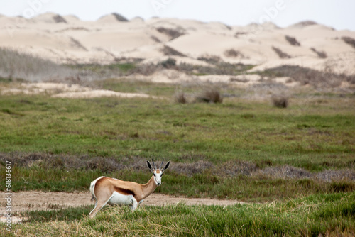 springbok in the namib desert near Walvis bay, Namibia
