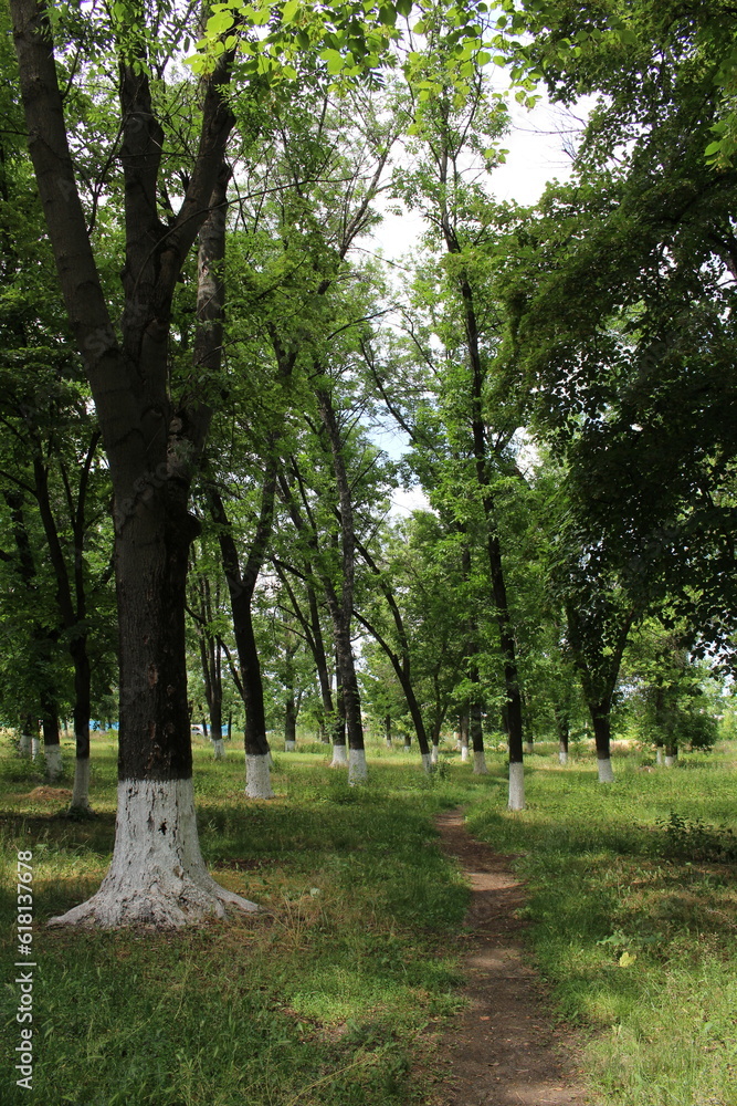 Obraz premium A path through a forest