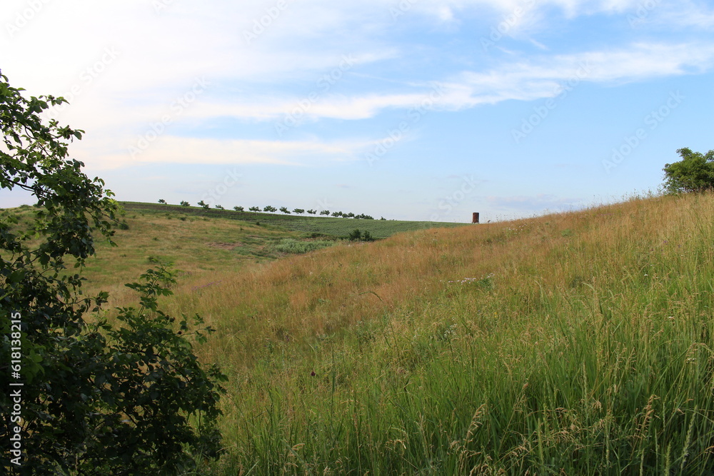 A grassy field with trees
