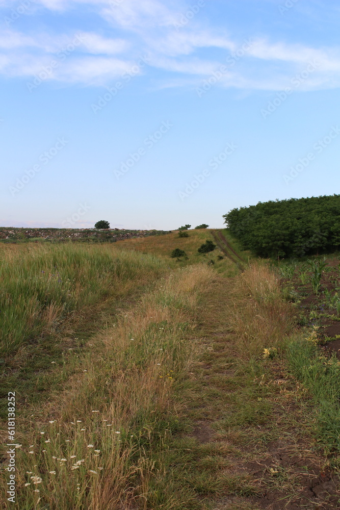 Fototapeta premium A grassy field with trees in the background