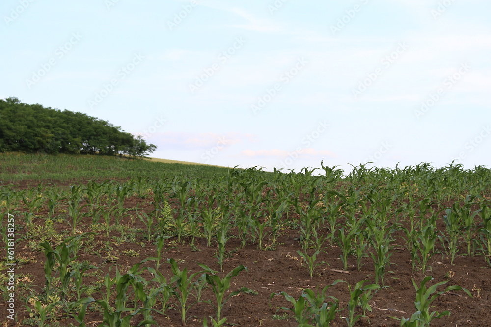 Fototapeta premium A field of crops