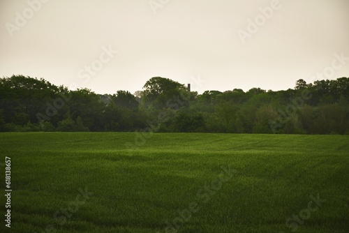 rural setting reflects the connection between nature and agriculture. green field stretches into the distance, forming the backdrop of the photo. vibrant green field in spring