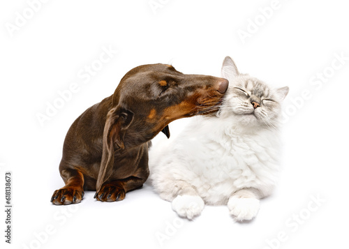 Dachshund dog kissing ragdoll cat lying isolated on white studio background best friends