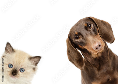 Dachshund dog and ragdoll kitten cat close up peeking isolated on white studio background best friends