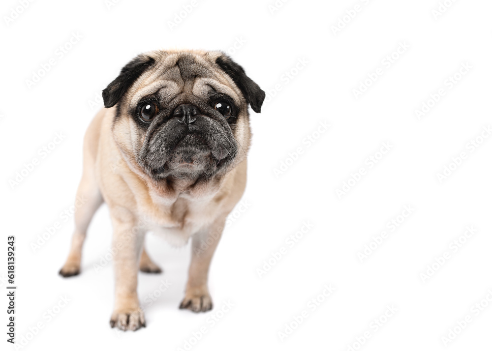 Fawn pug portrait standing isolated on white studio background