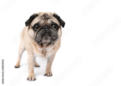 Fawn pug portrait standing isolated on white studio background