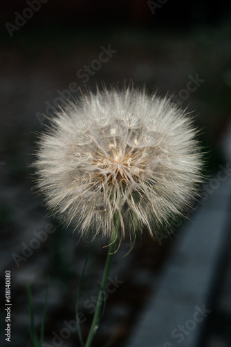 dandelion on black background. Dandelion. Fluffy dandelion. Portrait of an adandelion. Fluff. Summer.Background. Wallpaper. Plants. Summer. Dandelion seeds. Inflorescences. Dandelion stem.