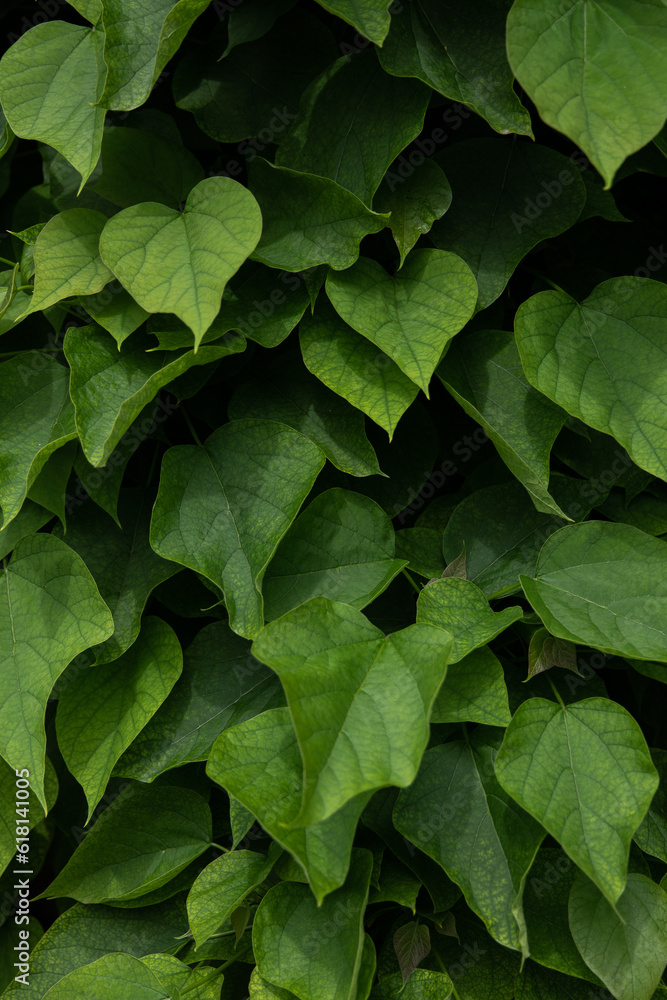 green background. Catalpa. Green leaves of catalpa. Background. Wallpaper. Plants. Bloom. Petals. Leaves. Green background. green background. Catalpa. Green leaves of catalpa. Background. Wallpaper. Plants. Bloom. Petals. Leaves. Green background.