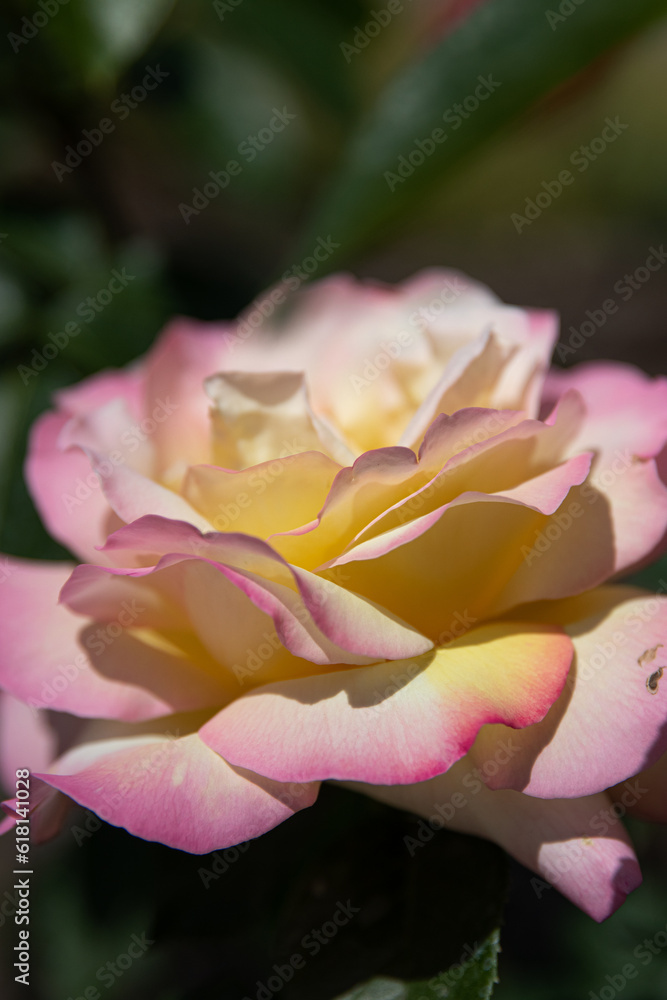 Fototapeta premium close up of pink rose. Pink rose. Rose in the garden. Yellow rose. Background. Wallpaper. Pink. Plants. Rose petals. Blooming rose. A rose bloomed in the garden. Bloom. Yellowy. Leaves. Rosebud