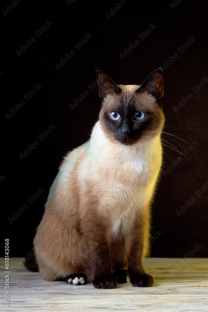 Close up portrait of seal-point mekong bobtail (siamese) cat sitting on white wooden table against dark background