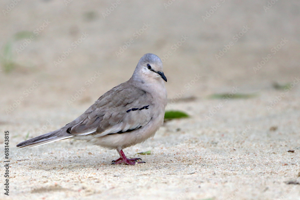 Picui Ground-Dove (Columbina picui) perched on the ground Picui Ground-Dove (Columbina picui) perched on the ground