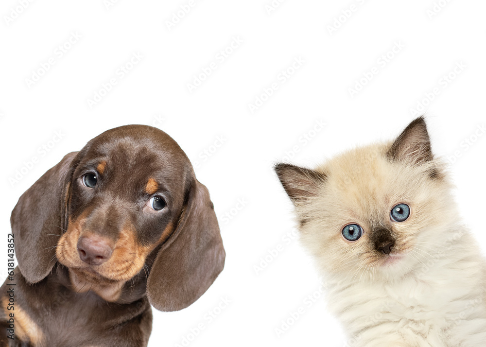 Dachshund puppy dog and ragdoll kitten cat close up  peeking isolated on white studio background best friends