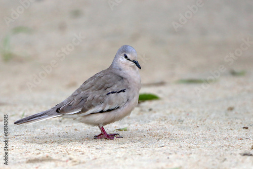 Picui Ground-Dove (Columbina picui) perched on the ground © t_rafael