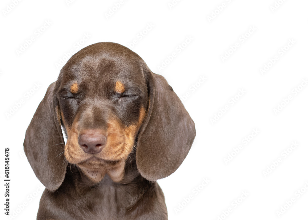 Dachsund puppy dog sleeping close up isolated on white studio background copy space