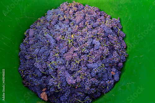 Blue grapes and vines harvest for winemaking, Neuweier, Black forest, Germany. photo