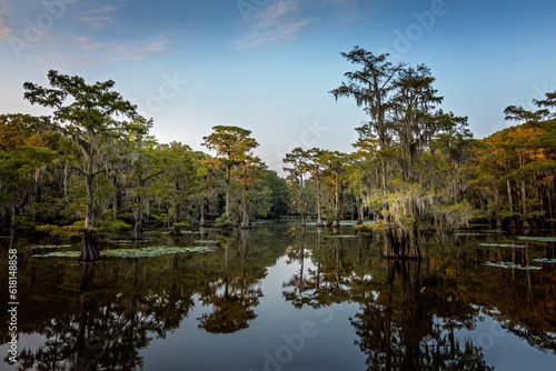 The beauty of the trees in the wetland of the Caddo Lake State Park, Texas