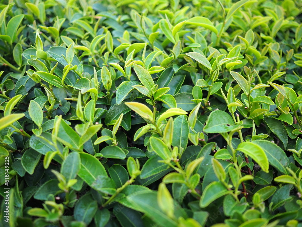 The leaves of the green tea plant were exposed to morning dew until they were soaked. Fresh green tea plantation in the morning. Scientific name Camellia sinensis. young shoots for Chinese tea
