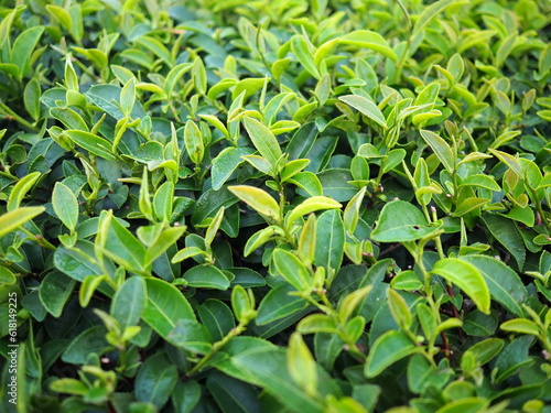 The leaves of the green tea plant were exposed to morning dew until they were soaked. Fresh green tea plantation in the morning. Scientific name Camellia sinensis. young shoots for Chinese tea 