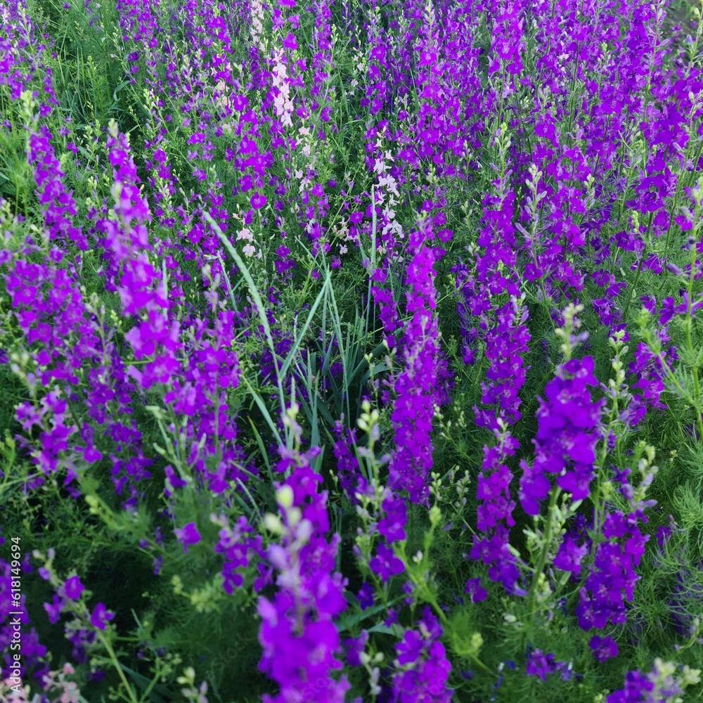 Obraz premium A field of lavender