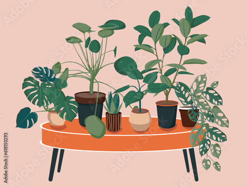 Pilea, monstera, ficus, Philodendron and Sansevieria houseplants on the table illustration. Scandinavian cozy home decor. Flat vector colorful cartoon icon illustration of house plant isolated.